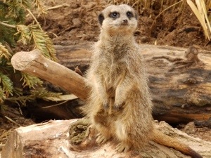 a meerkat is for life- as is your digital footprint!